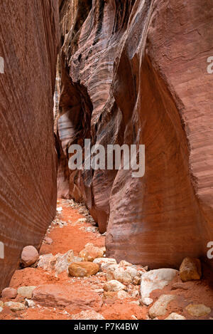 ARIZONA - Navajo Sandstein in den Slot Canyon von Coyote Wash entlang der Wire Pass Route in der Paria Canyon - Vermilion Cliffs Wilderness erstellt. Stockfoto