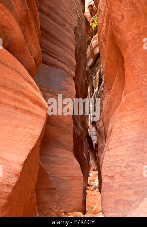 UT 00384-00 ... ARIZONA - Navajo Sandstein Mauern entlang einer sehr engen Abschnitt einer Slot Canyon von Coyote Wash entlang der Wire Pass Route erstellt. Stockfoto