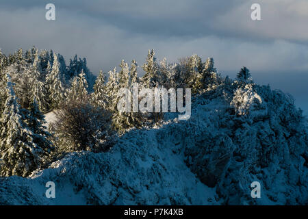 Winter Forest in Jochberg, Berge auf dem See Walchen, Bayerische Alpen, Oberbayern, Bayern, Deutschland Stockfoto