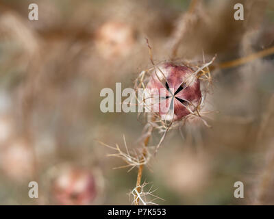 Nigella aka Liebe in einem Nebel seedhead, Garten Blume aus der Art geschlagen, verschwommenen Hintergrund Aufgrund des Differentials konzentrieren. Makro. Stockfoto