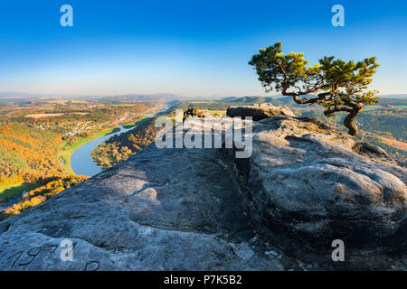 Deutschland, Sachsen, Sächsische Schweiz, Elbsandsteingebirge/Elbsandstein Hochland, Blick vom Lilienstein auf der Elbe, mountain pine Auf Sandsteinfelsen, Elbtal Stockfoto