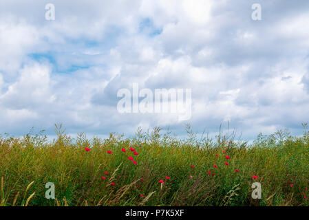 Rot blühenden Mohn Blumen durch ein Feld von ausgereiften Raps ausbreiten, gegen ein dramatischer Himmel mit weißen Wolken bedeckt, an einem schönen Tag im Sommer. Stockfoto