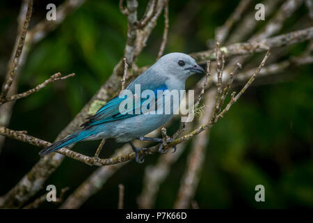 Blau und Grau Tanager Bilder in Panama genommen Stockfoto