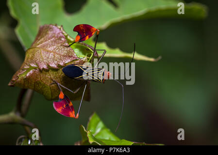 Seltene suche Mimikry Insekten im Nebelwald von Panama Stockfoto