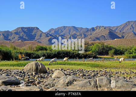 Steinige Flussbett des Orange River/Oranjerivier (Grenzfluss) im Richtersveld mit grasenden Herde von Ziegen, gegenüberliegende Seite Berge in Namibia, Namaqua, Südafrika Stockfoto