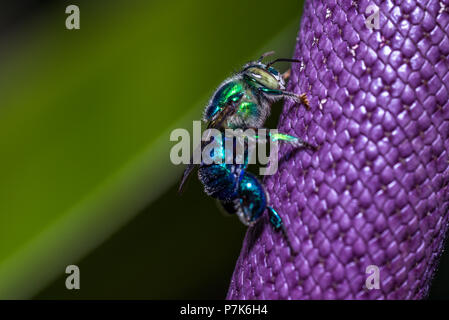 Euglossini Biene auch genannt orchid Bienen auf der Lila Blume Stockfoto