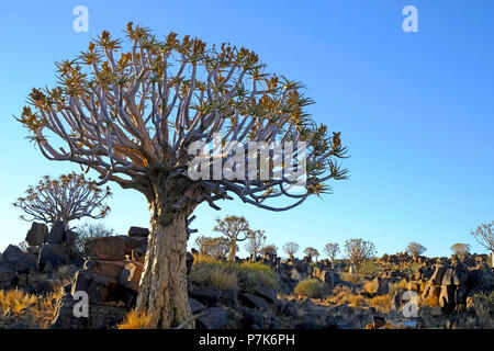 Köcherbäume in der felsigen Landschaft mit Überragte Rocky quadratischen Steinen in der südlichen Kalahari in Namibia Stockfoto