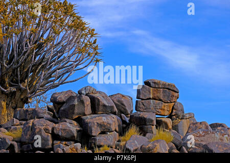 Der Köcherbaum im Rock Landschaft mit Überragte Rocky quadratischen Steinen in der südlichen Kalahari in Namibia Stockfoto