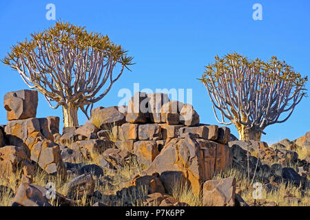 Köcherbäume in der felsigen Landschaft mit Überragte Rocky quadratischen Steinen in der südlichen Kalahari in Namibia Stockfoto