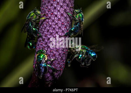 Euglossini Biene auch genannt orchid Bienen auf der Lila Blume Stockfoto