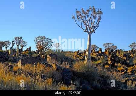 Köcherbäume in der felsigen Landschaft mit Überragte Rocky quadratischen Steinen in der südlichen Kalahari in Namibia Stockfoto