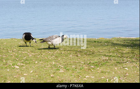 Zwei nonnengänse Weiden auf Gras mit Wasser über auf Suomenlinna Island, Finnland Stockfoto