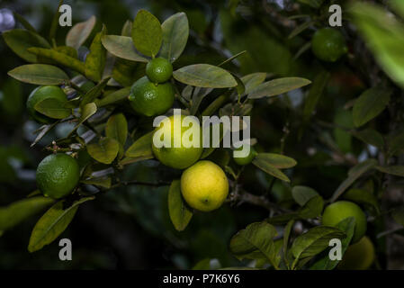 Grüne Limone Früchte an einem Baum Stockfoto