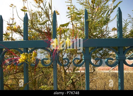 Yellow Bird Of Paradise, Caesalpinia cordata, in der Nähe des Meeres, Masouri, Kalymnos, Griechenland Stockfoto