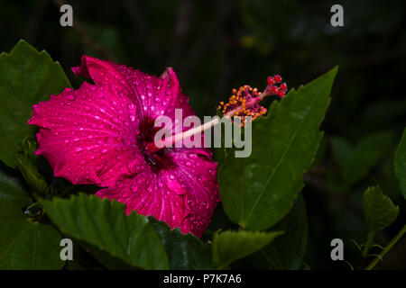 Red Hibiscus flower mit Regen fällt im Garten Stockfoto