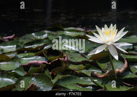 Schönen ruhigen und einsamen weißen und gelben Whater Lilly flower durch grüne und rote Blätter umgeben auf einem ruhigen See Wasser. Perfekte ruhige Tapete. Stockfoto