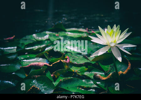 Schönen ruhigen und einsamen weißen und gelben Whater Lilly flower durch grüne und rote Blätter umgeben auf einem ruhigen See Wasser. Perfekte ruhige Tapete. Stockfoto
