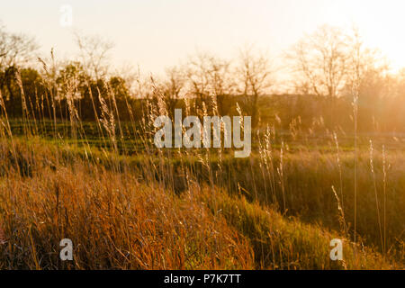 Gras Pflanzen gegen eine glänzende Sonnenuntergang. Bäume ohne Blätter Stockfoto