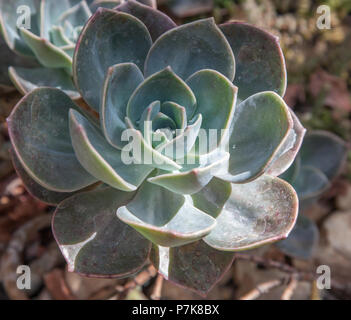 RHS Garden in Wisley in Woking, Surrey Stockfoto