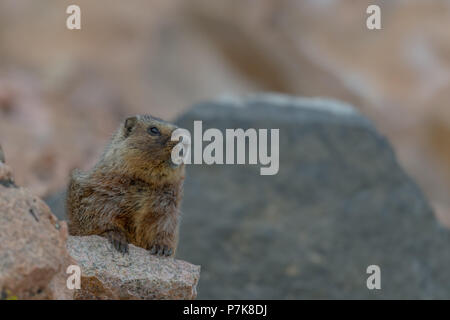 Yellow-Bellied Marmot unter den Felsen Stockfoto