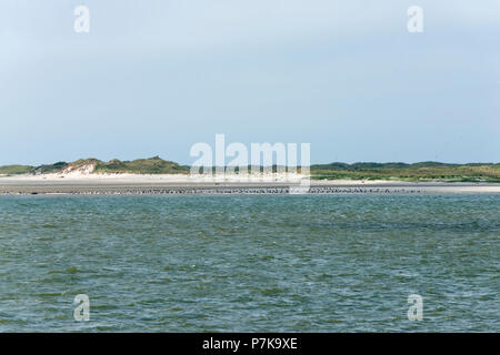 Deutschland, Niedersachsen, Ostfriesland, Juist, seevögel am Strand. Stockfoto