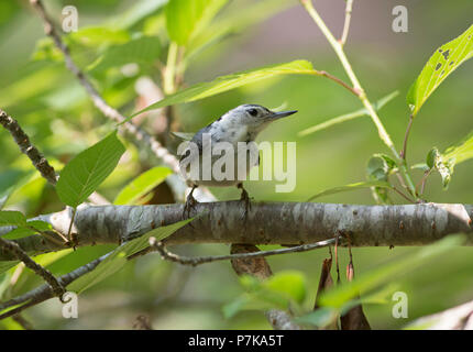 Eine White-breasted Kleiber (Sitta carolinensis) auf einem Ast auf Cape Cod, Massachusetts, USA Stockfoto