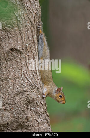 Eine östliche Grauhörnchen (Sciurus carolinensis) decends ein Baum auf Cape Cod, Massachusetts, USA Stockfoto