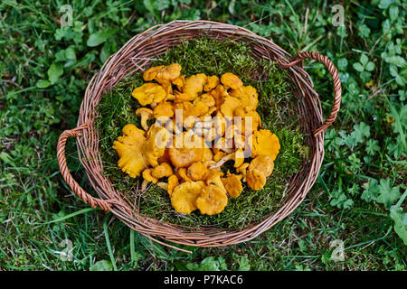 Korb der Pilze Pfifferlinge in grüne Wiese Stockfoto