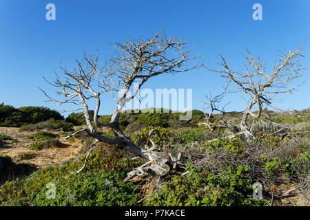 Dünen und Dünenvegetation entlang der Fishermans Trail, Trail der Rota Vicentina zwischen Praia da Arrifana und Monte Clérico Stockfoto