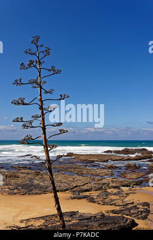 Strand von Rogil, Praia da samouqueira, zwischen Rogil und Aljezur an der wilden Küste des Atlantiks Stockfoto