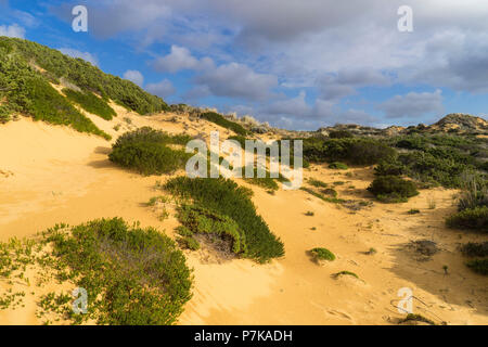 Dünen und Dünenvegetation entlang der Fishermans Trail, Trail der Rota Vicentina zwischen Praia da Arrifana und Monte Clérico Stockfoto