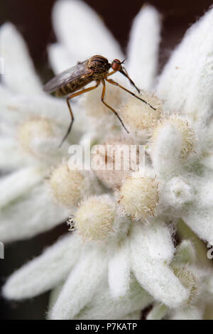 Alpine Edelweiss mit Blume Besucher, Leontopodium nivale subsp Alpinum, Sorte "Karwendel", Nahaufnahme, Stockfoto