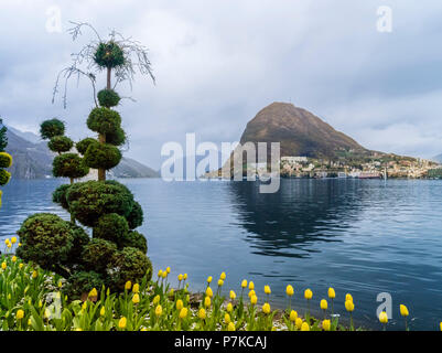 Japanische Zypresse am Luganer See mit Monte San Salvatore im Hintergrund Stockfoto