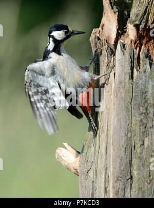 Große Specht Stockfoto