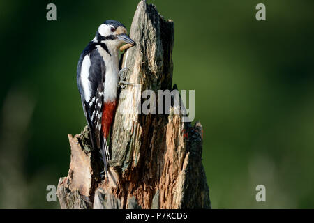 Große Specht Stockfoto