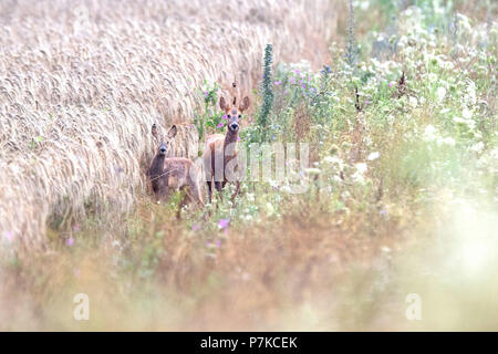 Zwei junge Rehe am Rande des Feldes Stockfoto