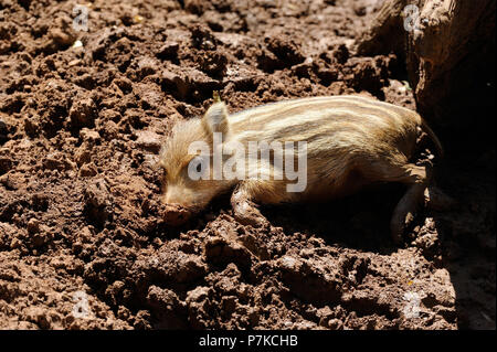 Eber Ferkel im wälzen Stockfoto