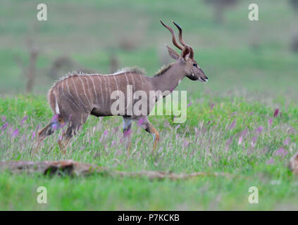 Weniger Kudu, Ammelaphus imberbis, Im blühenden Grass, Lion's Bluff, Tsavo Nationalpark, Kenia Stockfoto