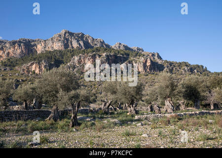 Olivenhain in Escorca, hinter der Felswände des Puig Roig, Mallorca, Balearen, Spanien Stockfoto