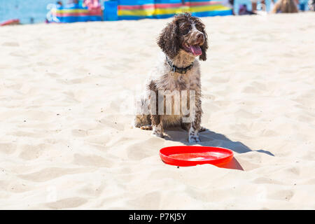 Branksome Dene, Poole, Dorset, Großbritannien. Juli 2018. Wetter in Großbritannien: Ein weiterer heißer sonniger Tag, an dem die Hitzewelle anhält und Tausende von Sonnenanbetern zum Meer fahren, um die Sandstrände in Poole an der Südküste zu genießen. Wer für ein Spiel der Frisbee? Hund sitzt geduldig darauf, dass jemand Frisbee wirft und spielt. Credit: Carolyn Jenkins/Alamy Live News Stockfoto