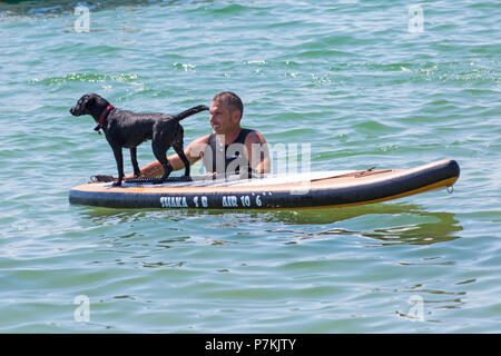 Branksome Dene, Poole, Dorset, Großbritannien. 7. Juli 2018. Harper, ein 18 Monate Patterdale/Labrador cross Hund, genießt, cool Surfen am Meer mit Shaka Surfen an einem heißen sonnigen Tag. Credit: Carolyn Jenkins/Alamy leben Nachrichten Stockfoto