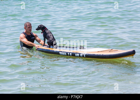 Branksome Dene, Poole, Dorset, Großbritannien. 7. Juli 2018. Harper, ein 18 Monate Patterdale/Labrador cross Hund, genießt, cool Surfen am Meer mit Shaka Surfen an einem heißen sonnigen Tag. Credit: Carolyn Jenkins/Alamy leben Nachrichten Stockfoto