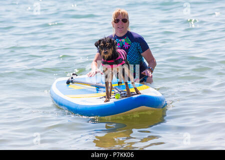 Branksome Dene, Poole, Dorset, Großbritannien. 7. Juli 2018. Tinker, ein 10 Monate kreuz Rasse Hund, genießt, cool Surfen am Meer mit Shaka Surfen an einem heißen sonnigen Tag. Credit: Carolyn Jenkins/Alamy leben Nachrichten Stockfoto