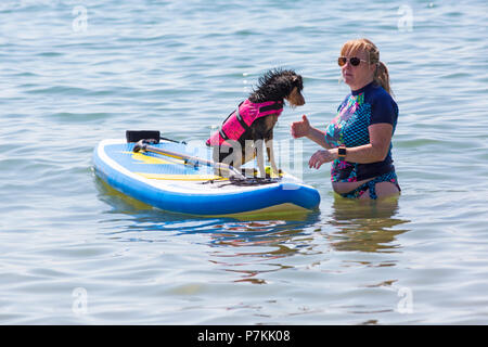 Branksome Dene, Poole, Dorset, Großbritannien. 7. Juli 2018. Tinker, ein 10 Monate kreuz Rasse Hund, genießt, cool Surfen am Meer mit Shaka Surfen an einem heißen sonnigen Tag. Credit: Carolyn Jenkins/Alamy leben Nachrichten Stockfoto