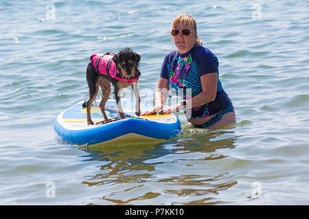 Branksome Dene, Poole, Dorset, Großbritannien. 7. Juli 2018. Tinker, ein 10 Monate kreuz Rasse Hund, genießt, cool Surfen am Meer mit Shaka Surfen an einem heißen sonnigen Tag. Credit: Carolyn Jenkins/Alamy leben Nachrichten Stockfoto