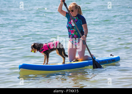 Branksome Dene, Poole, Dorset, Großbritannien. 7. Juli 2018. Tinker, ein 10 Monate kreuz Rasse Hund, genießt, cool Surfen am Meer mit Shaka Surfen an einem heißen sonnigen Tag. Credit: Carolyn Jenkins/Alamy leben Nachrichten Stockfoto