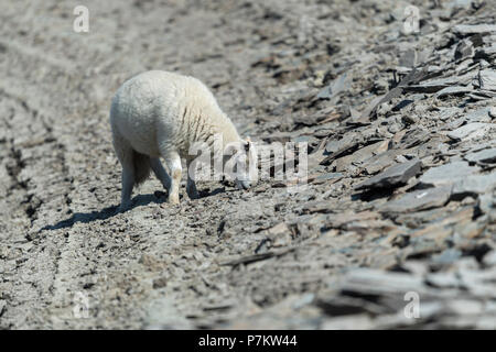 Craig Goch Dam, Wales, UK. 7. Juli 2018. Schafe sind die nahrungssuche auf die Küstenlinien ungeheuer in der Elan Valley aufgrund der anhaltenden Hitze Credit: Bob Sharples/Alamy Live News zurückgegangen ist Stockfoto