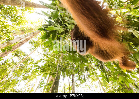 Orang-utan im Dschungel von Indonesien Stockfoto