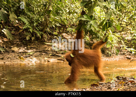 Orang-utan auf der Suche nach Nahrung in einem Bach im Dschungel von Indonesien Stockfoto