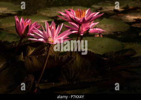 Lotusblüte mit Frosch in der Indonesischen Dschungel Stockfoto